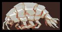 Giant Amphipod Inventory.png