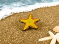 Pin Starfish.jpg