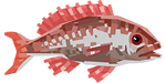 Red Snapper Image.png