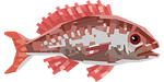 Red Snapper Image.png