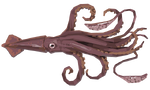 Colossal Squid Image.png