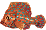 Coral Grouper Image.png