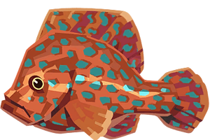Coral Grouper Image.png