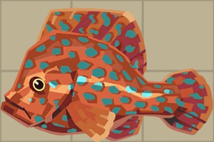 Coral Grouper.png