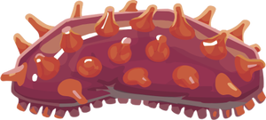 Sea Cucumber Image.png